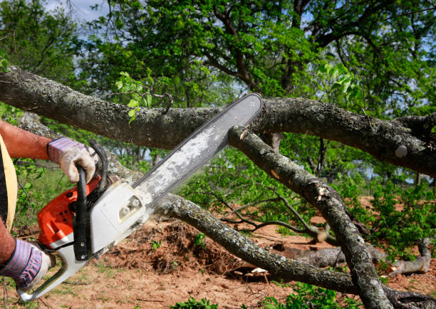 Professional Tree Care in Covedale, OH